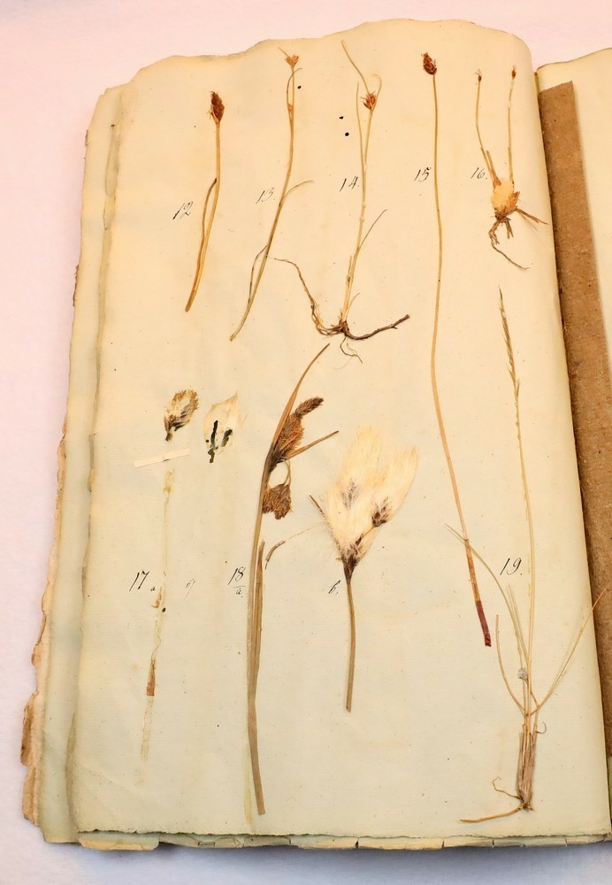 Plante nr. 12 frå Ivar Aasen sitt herbarium.  