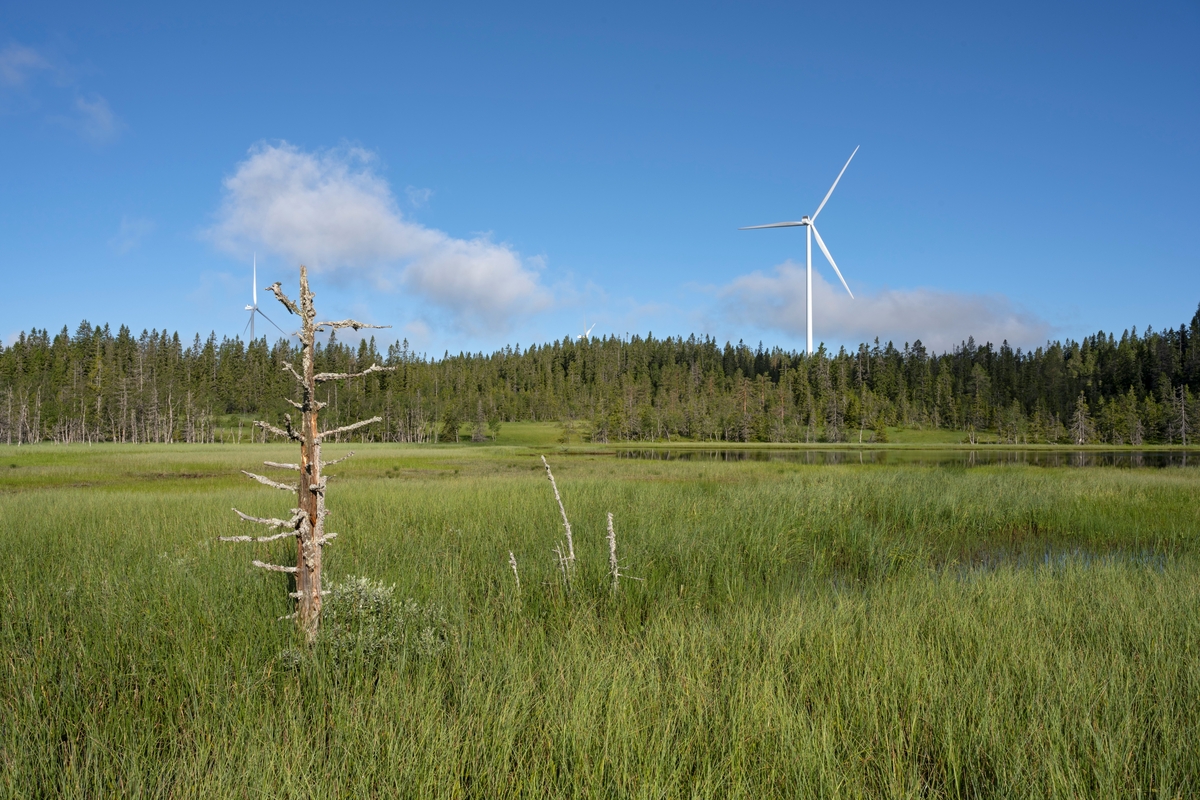 Ved Stortjernet på Tjernmyrene i Buberget naturreservat, Våler, Hedmark. I bakgrunnen sees vindturbiner på Kjølberget vindkraftverk. Finnskogen. Se også bilde SJF-F.012736, som ble tatt før de første vindturbinene ble reist i anlegget.