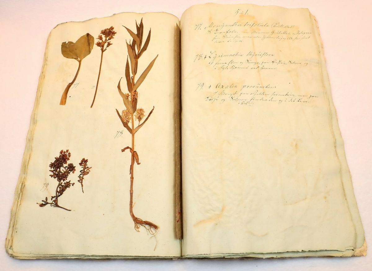 Plante nr. 77 frå Ivar Aasen sitt herbarium.  