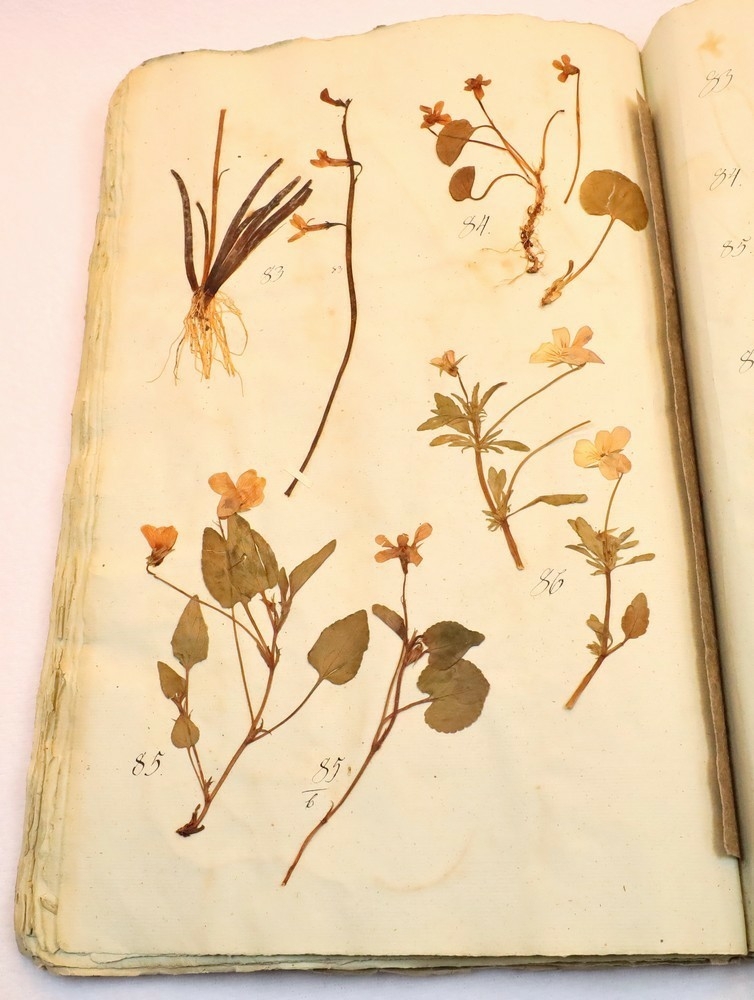Plante nr. 86 frå Ivar Aasen sitt herbarium.  