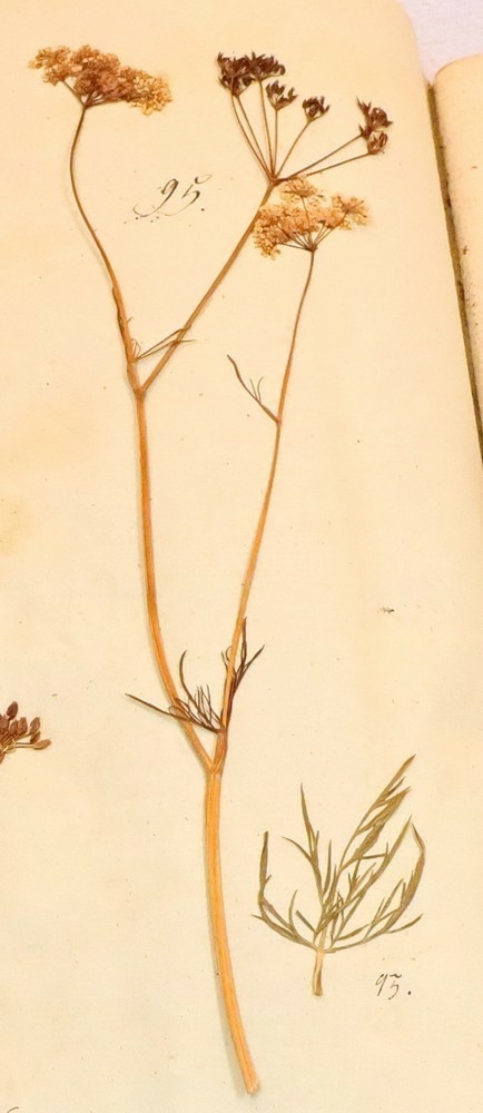 Plante nr. 95 frå Ivar Aasen sitt herbarium.  