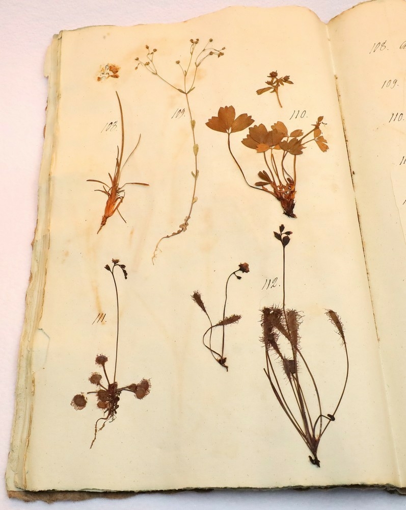 Plante nr. 108 frå Ivar Aasen sitt herbarium.  