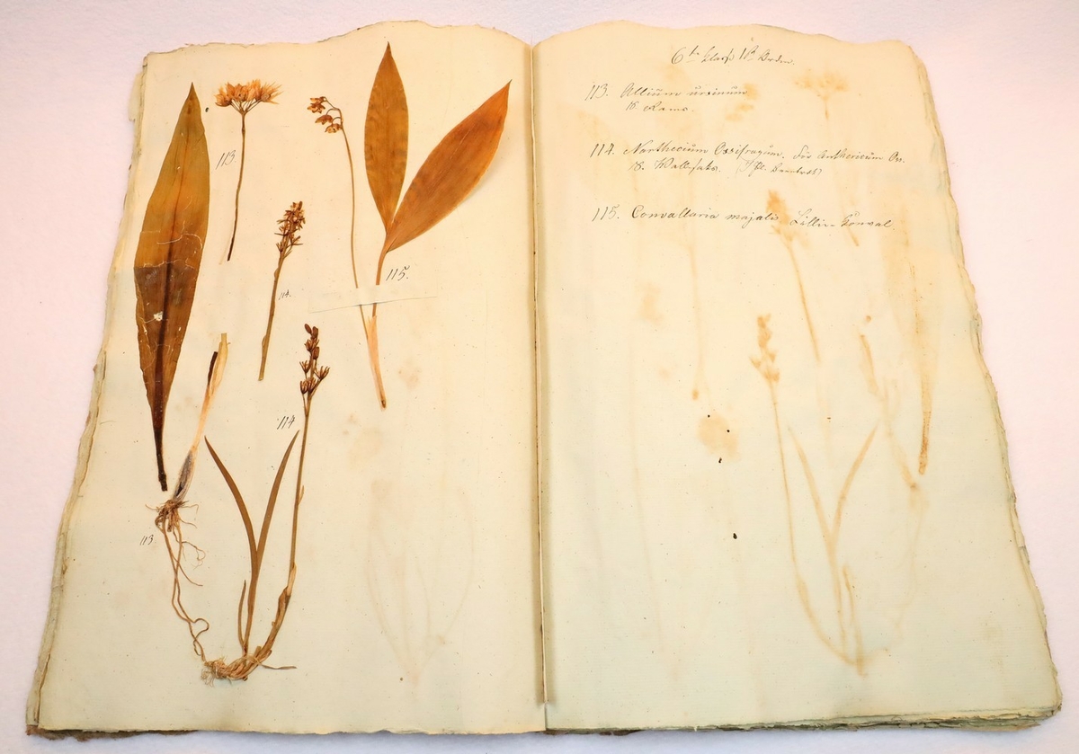 Plante nr. 114 frå Ivar Aasen sitt herbarium.  