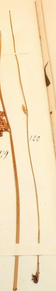 Plante nr. 120 frå Ivar Aasen sitt herbarium.  
