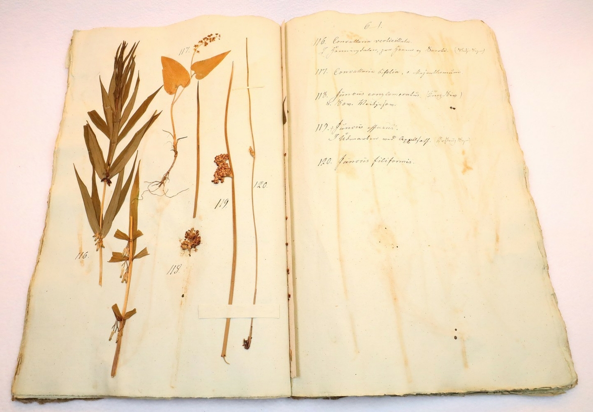 Plante nr. 117 frå Ivar Aasen sitt herbarium.  