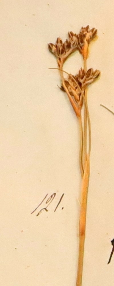 Plante nr. 121 frå Ivar Aasen sitt herbarium.  
