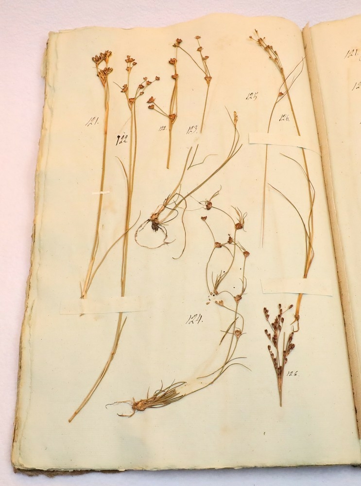 Plante nr. 125 frå Ivar Aasen sitt herbarium.  