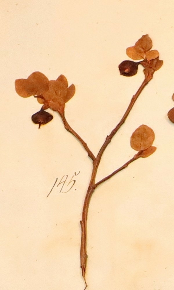 Plante nr. 145 frå Ivar Aasen sitt herbarium.  
