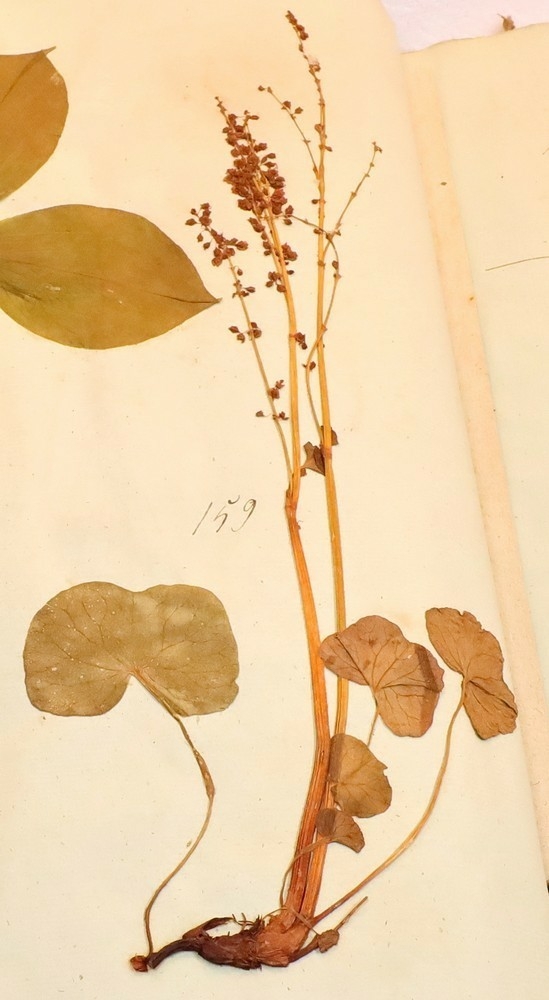 Plante nr. 159 frå Ivar Aasen sitt herbarium.  