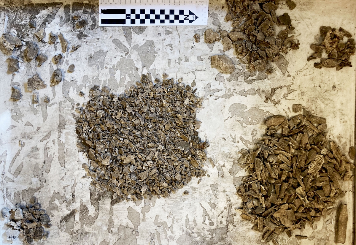 Osteologiskt material från undersökningen vid Åsen, Kolbäck 1962-1963