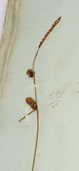 Slåttestorr-Carex nigra subsp. nigra