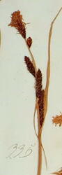 Slåttestorr-Carex nigra subsp. nigra