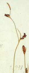 Kornstorr-Carex panicea