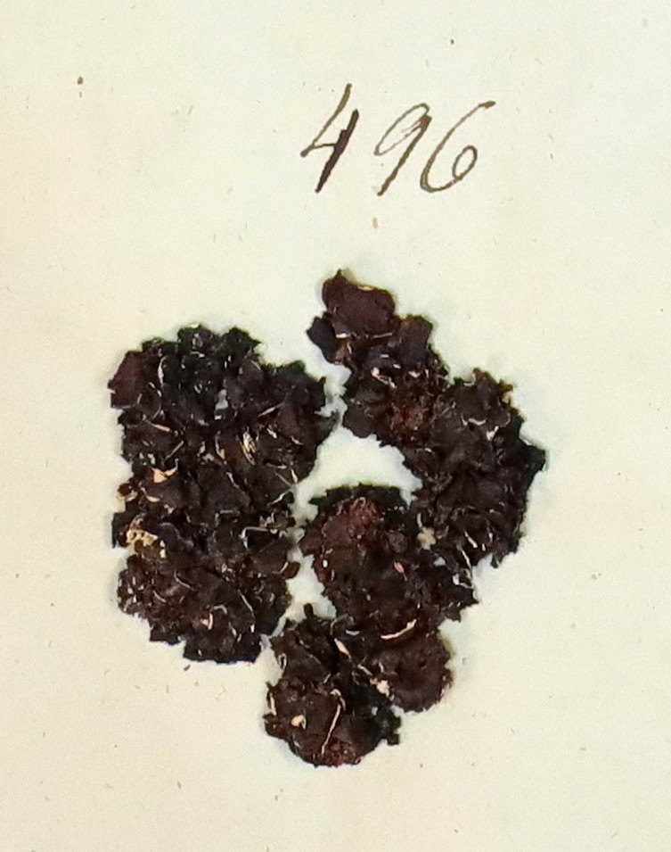 Plante nr. 496 frå Ivar Aasen sitt herbarium.  


Planten er i same art som nr. 465, 466 og 467 frå herbariet