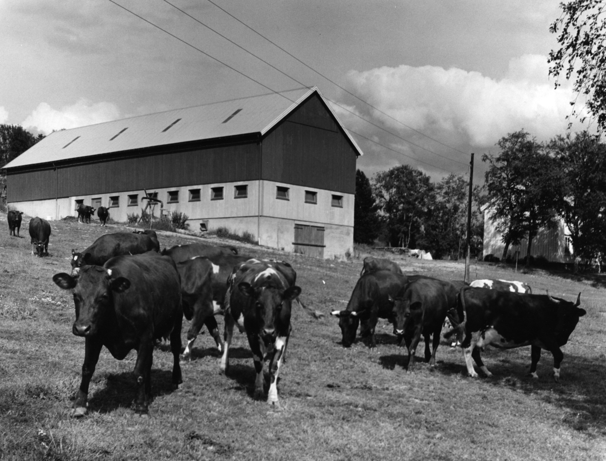 Kyr på beite på Lein, gården ses i bakgrunnen. Fotografert 24. juli 1975.