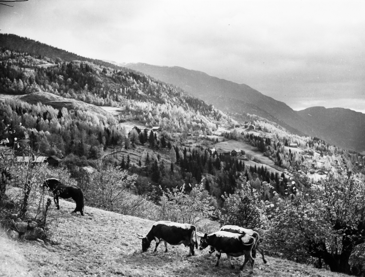 Tre kyr av rasen telemarksfe og en hest på beite i Flatdal. Fjellandskap i bakgrunnen.