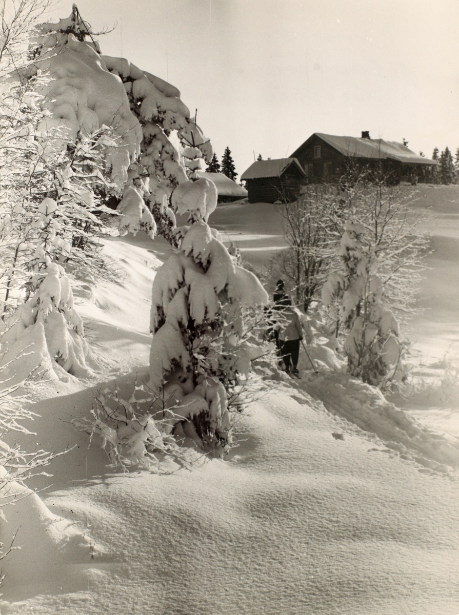 Foto av snødekket skoglandskap i Grefsenmarka. Plassen Sinober (Zinober) sees i bakgrunnen.