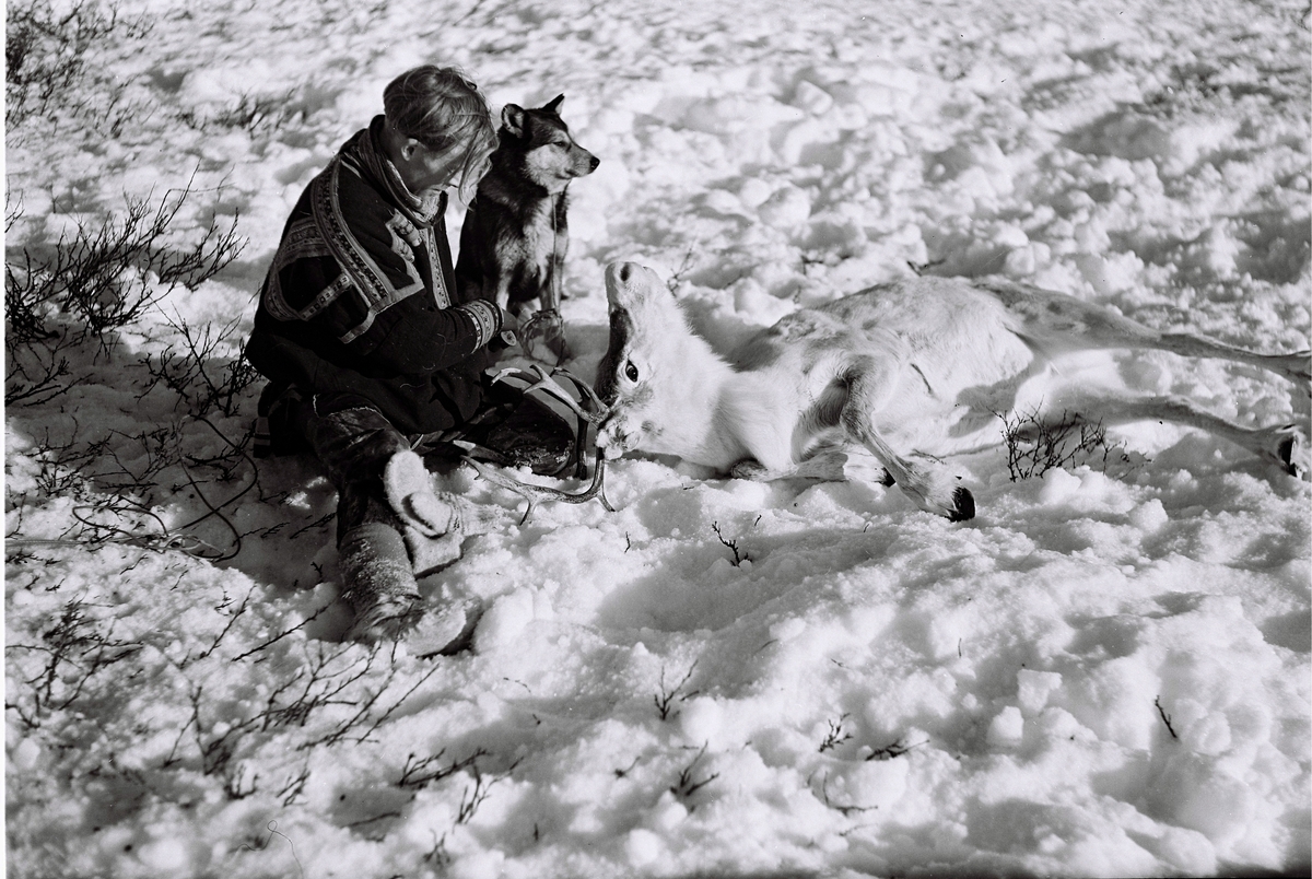 Norge, Finnmark¤ En reineier har fanget en rein for å merke den. Han er kledd i tradisjonell samedrakt. En hund sitter ved siden av. Fotografert i 1954.