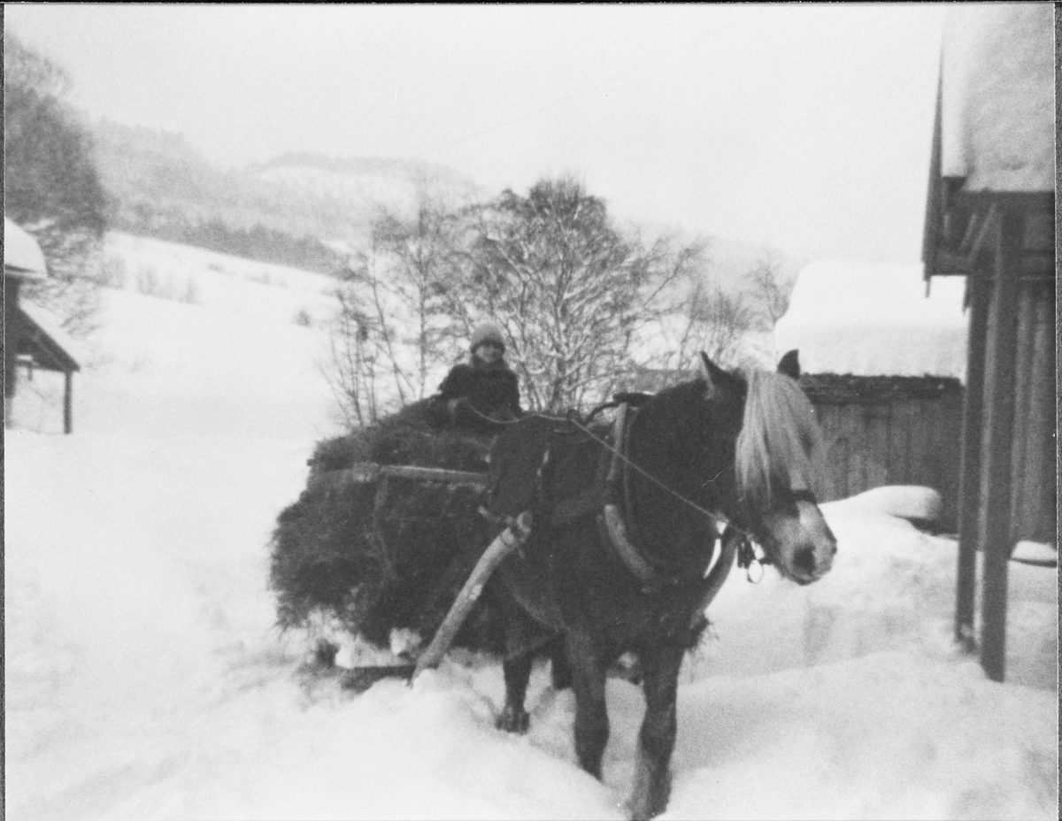 Kjøring av høylass med hest på vinter, ukjent sted