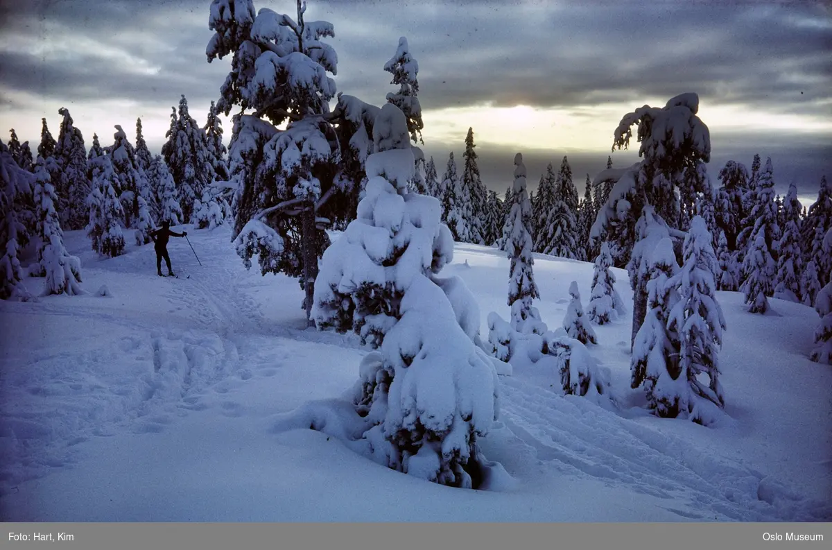 skog, snø, mann, skiløper