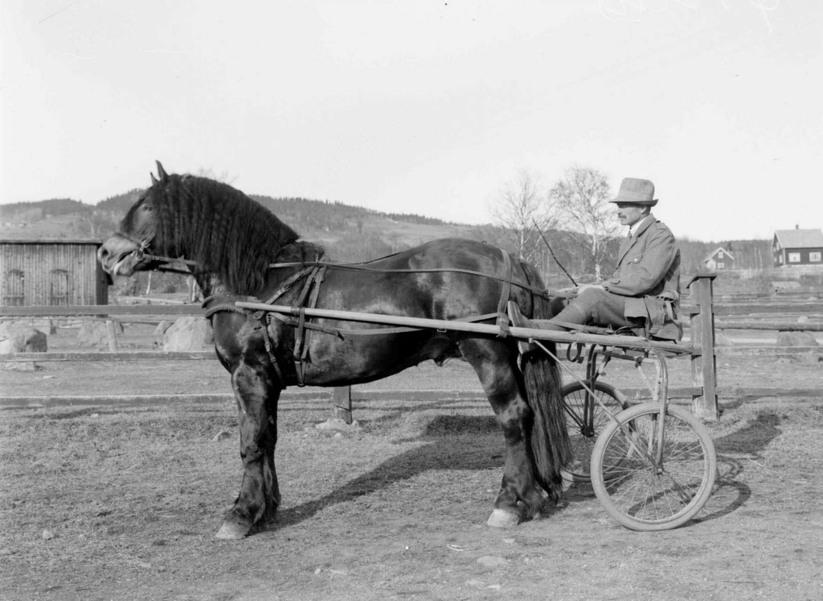 Hesten Øril med Elisæus Malme i sulcy. Hingsteutstilling 1929. Smestadmoen.