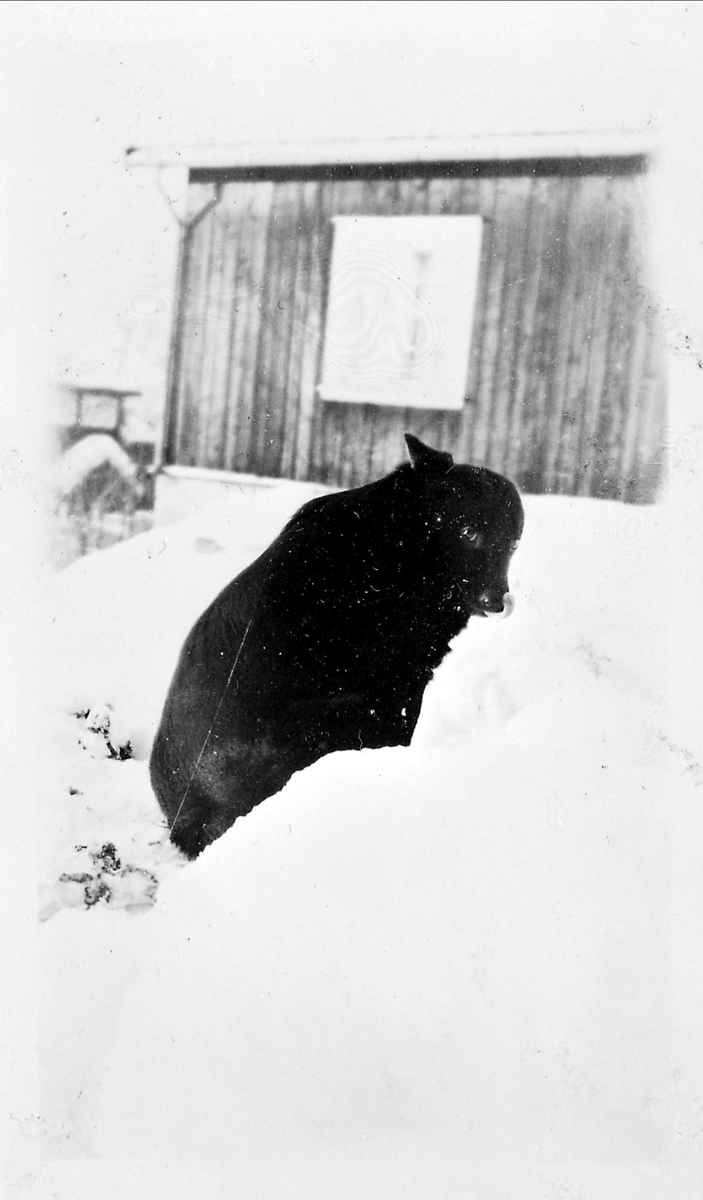 Hund, snø