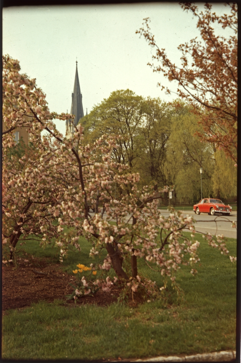 Kastanj i blom i Linköping. Linköpings domkyrka och en Volvo amazon. Vårblommor. Träd.