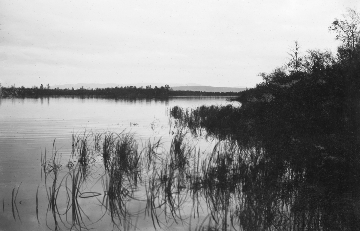 Landskapsfotografi fra nordenden av innsjøen Salmijärvi i Sør-Varanger.  I forgrunnen litt sivvegetasjon.  Til høyre en liten tange med bjørkeskog, og på motsatt side av vatnet en lav landtange med furuskog. 