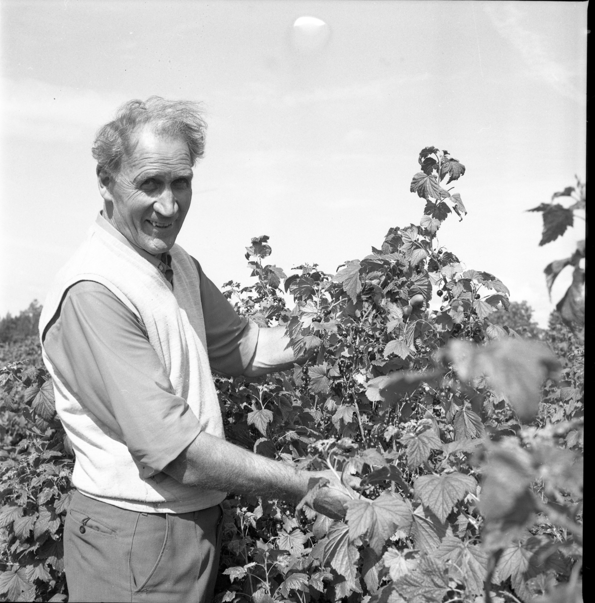 En man står vid en vinbärsbuske. Det är sommar.