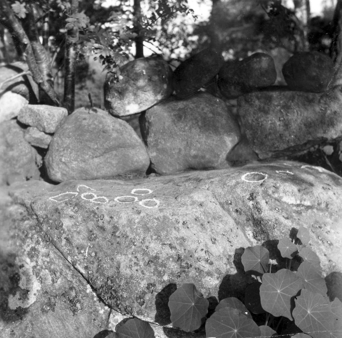 RAÄ?. Sten med offerskålar belägen å hemmanet Heagård i Fjellalunda by, Halmstad, Holms socken, Halland.