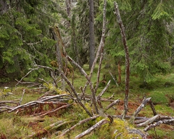 Gammel granskog ved Gitvola i Løten allmenning i Hedmark. Om