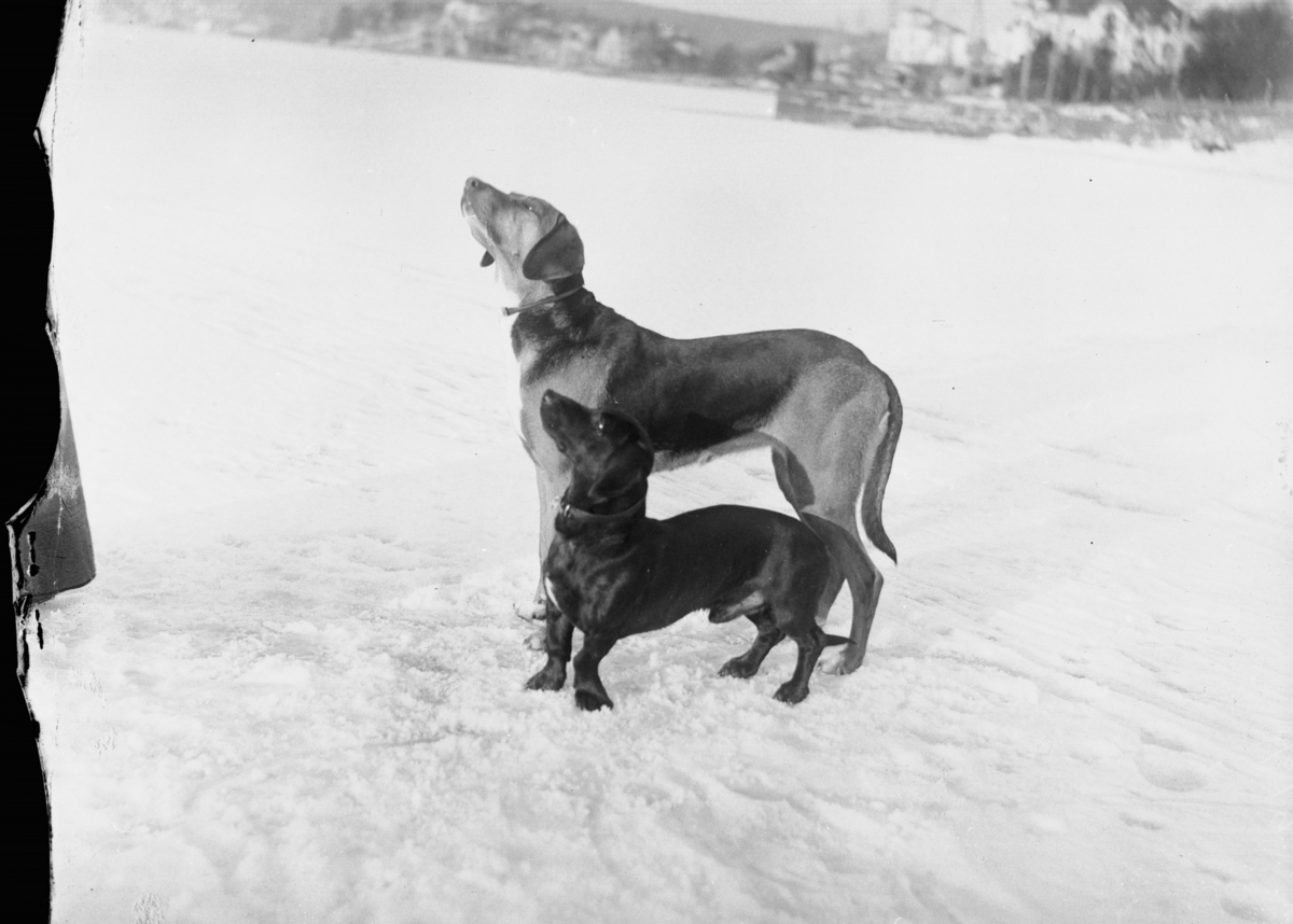 To hunder på snødekket jorde, ser opp på  noe spennende som tar oppmerksomheten.