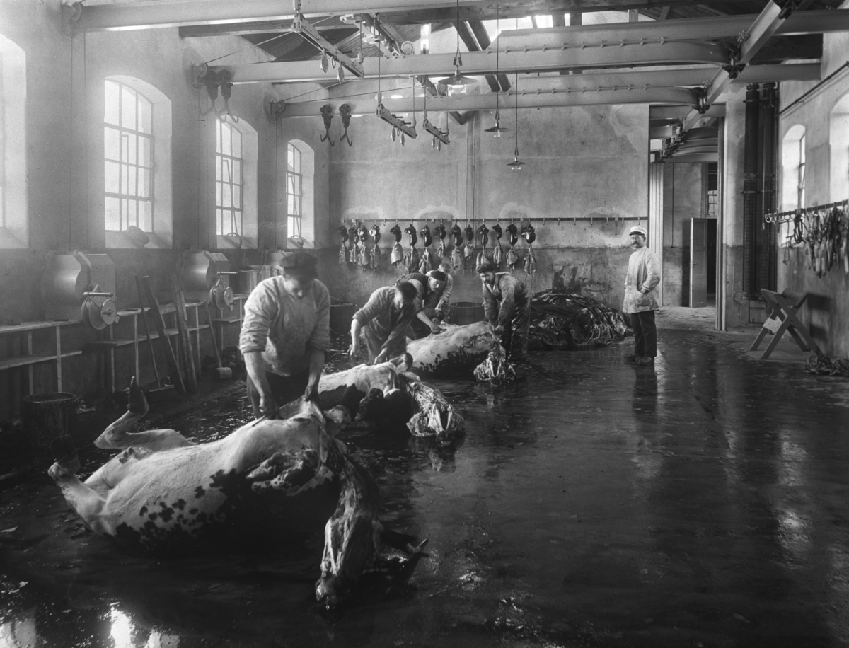 Partering av slakt i fabrikkhall på Bøndernes Andelsslakteri, antagelig på Løren i Oslo. Fotografert 1911.