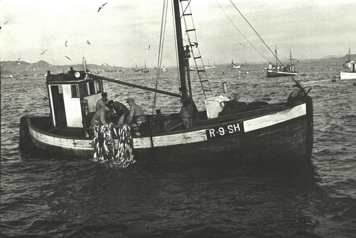 Fiskefartøyet R-9-SH Tjørve  drar inn fangsten fra sildefiske utenfor Karmøy.