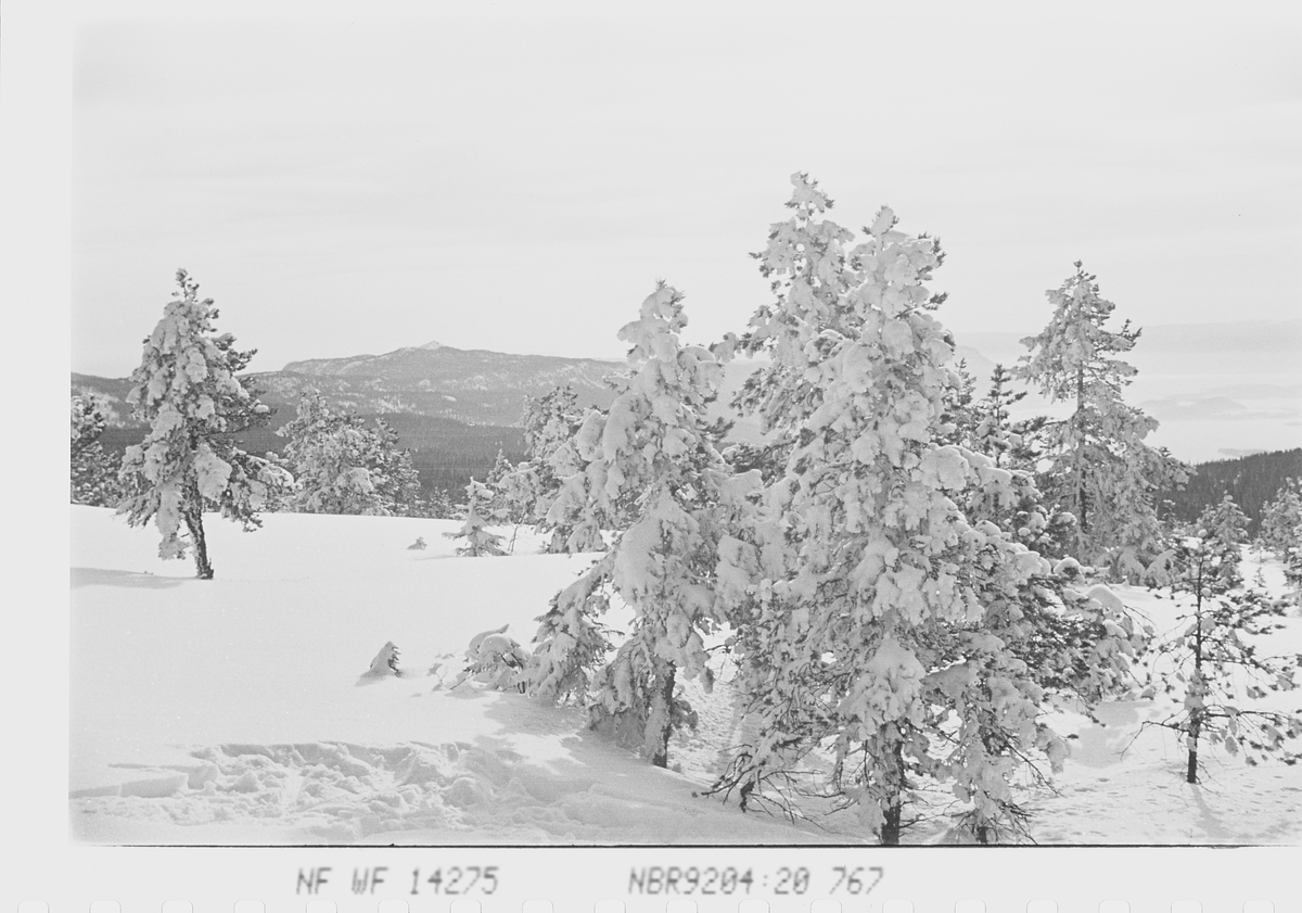 Vinterlandskap på Ringskollen, Ringerike. Fotografert 1941.