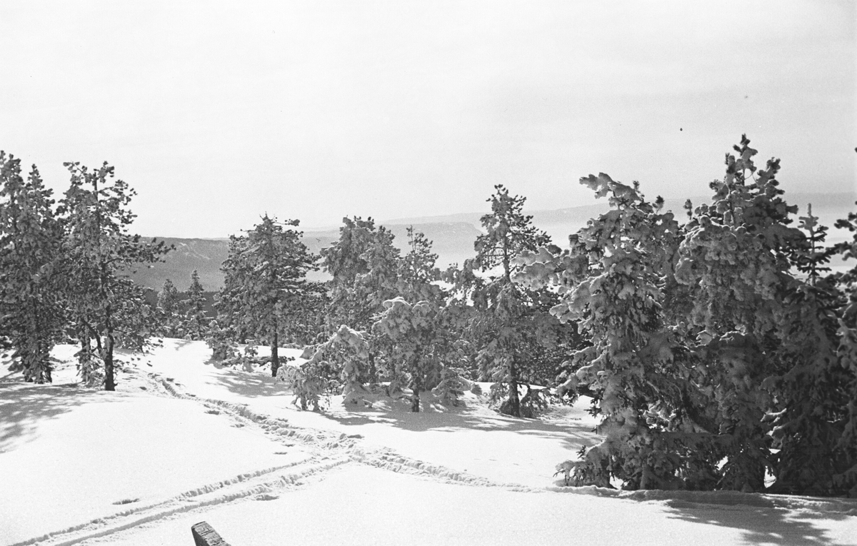 Skogsparti med skiløyper. RIngkollen, Ringerike. Fotografert 1941.