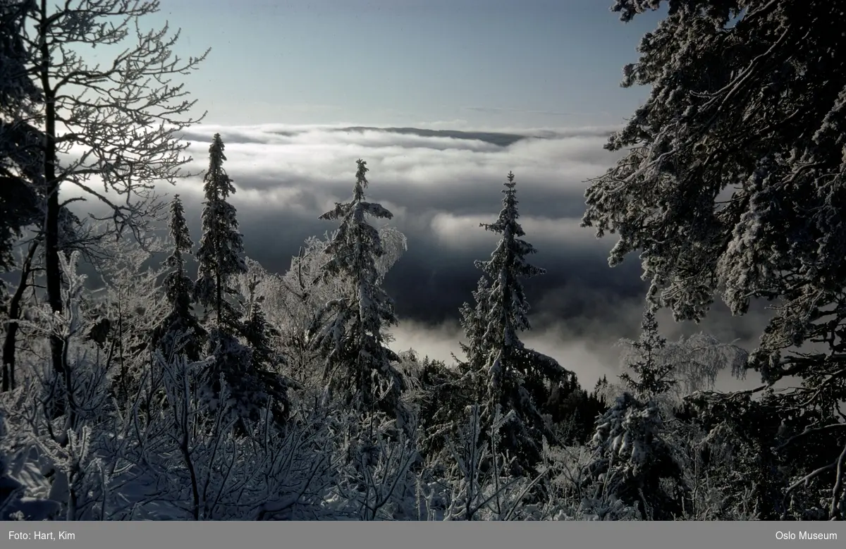 utsikt, skog, snø, lave tåkeskyer