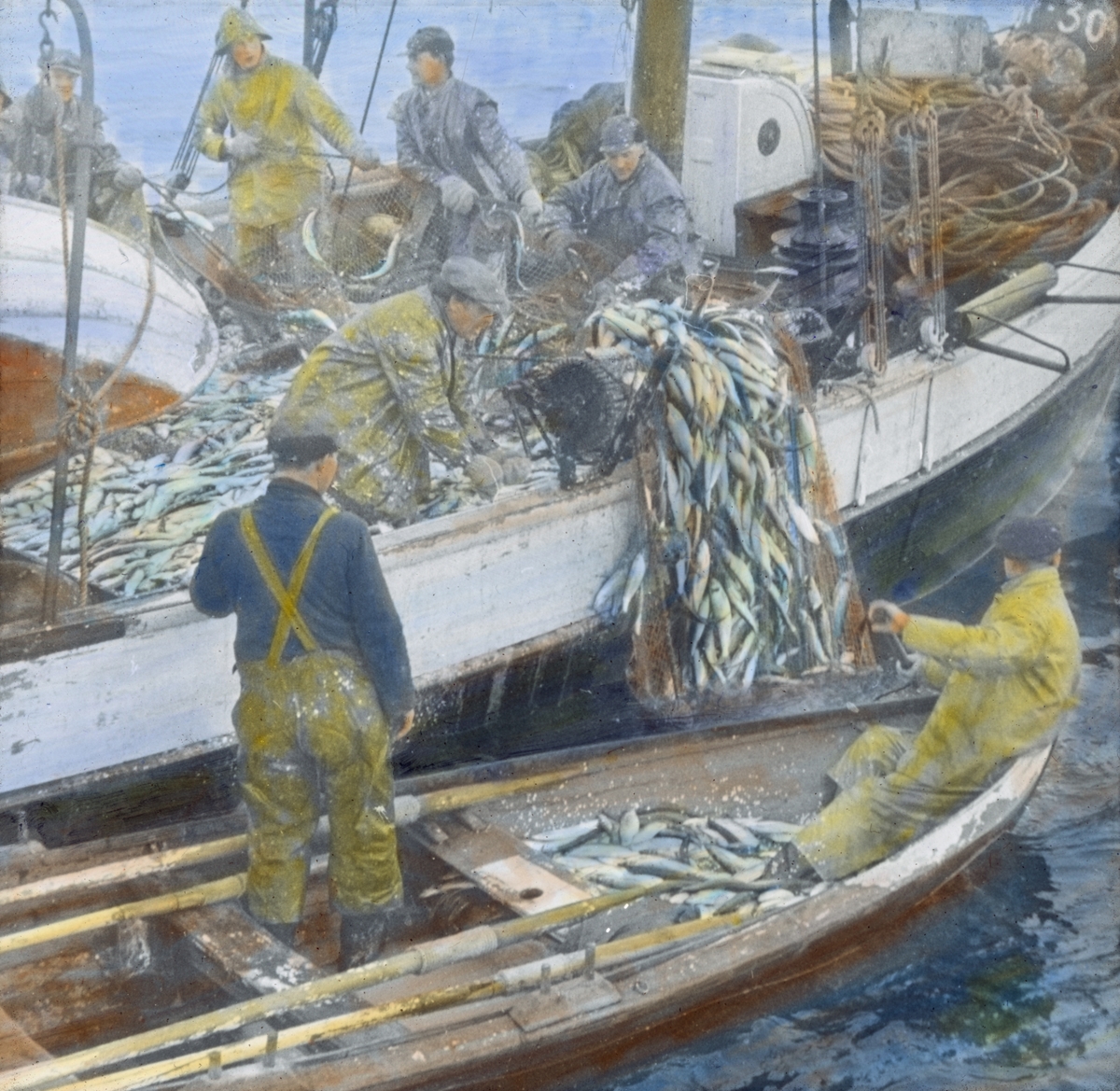 Håndkolorert dias. En gruppe fiske drar opp en not full med sild ombord i en fiskeskøyte. To menn hjelper til fra en robåt ved siden av skøyta.