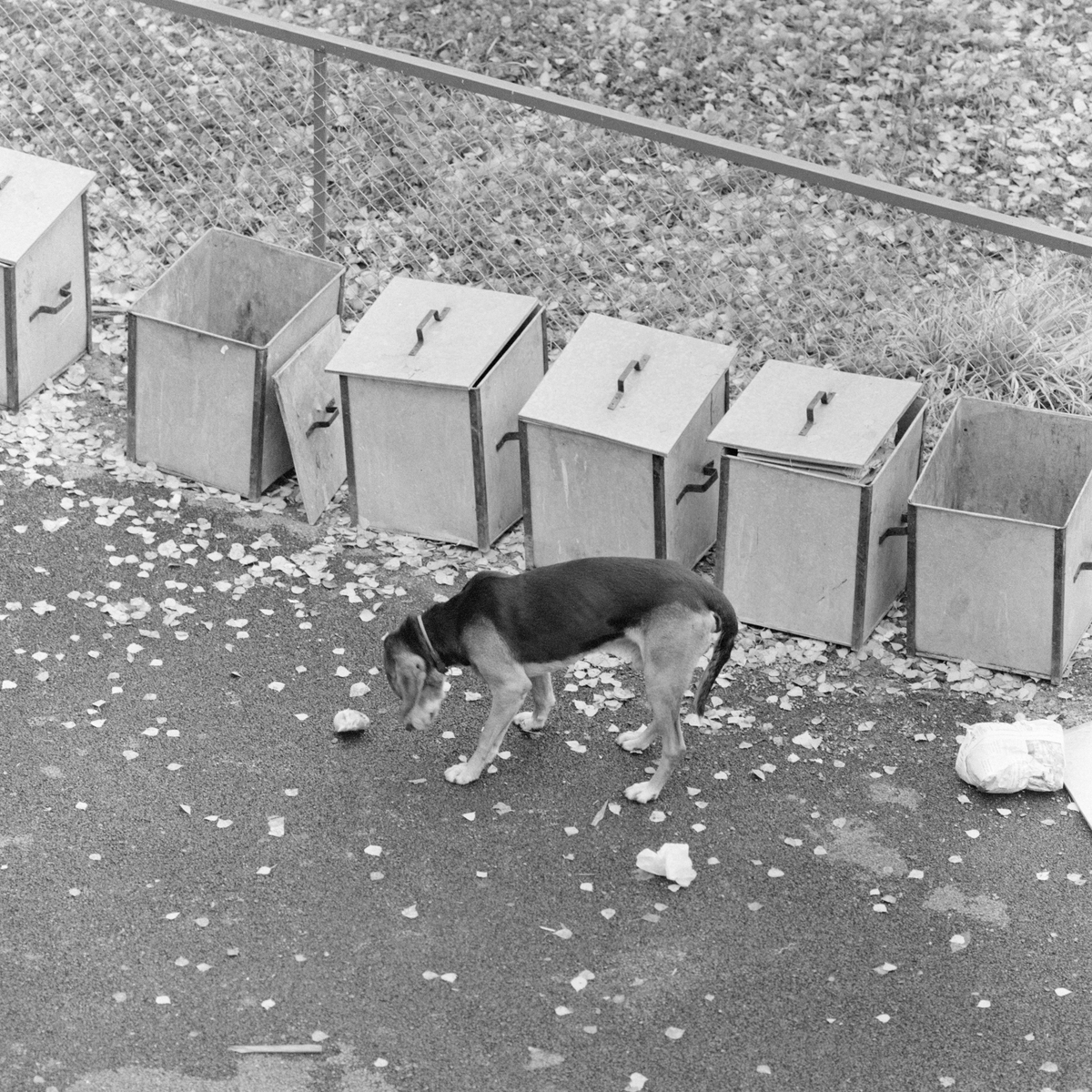 Hundebesøk i søppelkasser i Røa centrum