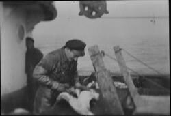 Fisker flekker torsk på romluka ombord i M/S "Grøyven".