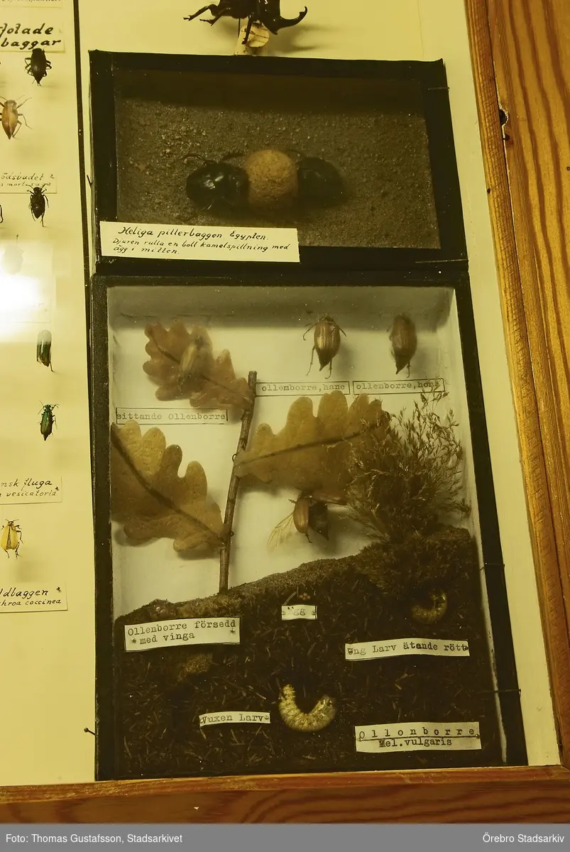 Insektsmonter på Biologiska museet
