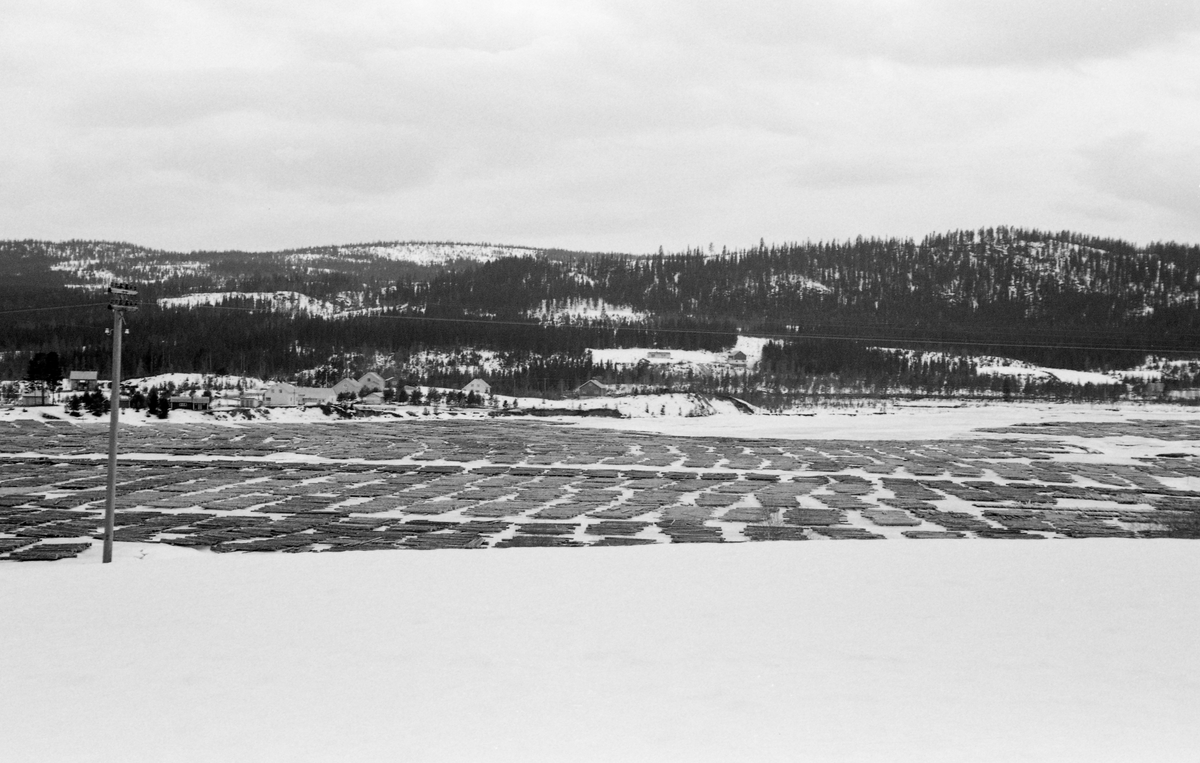 Tømmertillegging på Osensjøen, i Søre Osen, som ligger i Trysil kommune, i 1964. På den snødekte isflata ser vi tømmer som var lagt ut i floer eller flaker - ett lag av parallelle tømmerstokker vinkelrett oppå et par underlagsstokker. På denne måten kom tømmermålerne som skulle «annamme» tømmeret på vegne av kjøperne lett til med diameterklavene sine, slik at de kunne dokumentere hvilken kubikkmasse det var snakk om. Tanken var at når våren kom, med snøsmelting og regnvær, så skulle vannspeilet på de regulerte innsjøen heves og løfte tømmeret, slik at det enkelt kunne samles i bommer og bukseres bak slepebåten «Trysilknut» mot innsjøens avløp i det nordvestlige enden. Dette lyktes ikke i 1964, for tilsiget av vann ble for lite, slik at mye av tømmeret ble liggende på bare strender etter at snøen ble borte. Dermed måtte Glomma fellesdfløtingsforening ty til kraftige anleggsmaskiner for å få de store tømmervolumene ut på vannet. Avisa Østlendingen omtalte denne prosessen slik:

Lørdag 23. mai 1964 hadde Østlendingen følgende reportasje fra Søre Osen:
«20 000 kbm tømmer ligger tørt ved Sjøenden i Osen
Uten maskinkraft ville mesteparten bli liggende igjen.

20 000 kubikkmeter tømmer ligger tørt ved Sjøenden i Osen og fløterne har forgjeves ventet på nedbør og høyere vannstand i Osensjøen. Det er maskinene fløterne må ty til. Med håndkraft ville det vært uoverkommelig å bli ferdig i tide og mesteparten av tømmeret ville blitt liggende over. To showeldozere og en bulldozer har imidlertid ikke vanskeligheter med det tunge arbeid å frakte tømmeret ut i sjøen. Fra mandag skal maskinene gå i skift døgnet rundt og showeldozerfører Odd Wiik mener at maskinene skal klare oppgaven i løpet av omkring 14 dager.

Av de aller verste år
Det har ikke mer enn en gang tidligere vært så umulige forhold som i år. Det var i 1958, da var det like ille, men enkelte år ellers har det også vært problematisk fløtning på grunn av liten vannstand. Det skal det ikke nektes for. Nå er situasjonen slik at vi må regne med at praktisk talt alt tømmeret må ut med maskinkraft, uttaler arbeidsformannen for fløterlagene, Georg Harviken. Han har vært med i Osensjø-fløtingen siden 1920 og vet hva han snakker om.

Det er ikke nytt at vi bruker maskiner, fortsetter Harviken. Tidligere har vi hadde både bulldozere og traktorer til hjelp, men det er showeldozerne vi setter vår lit til i den situasjonen vi er kommet opp i. Maskinene er utstyrt med klør og gjør et utmerket arbeid. De er raskere og enda et viktig moment er det at tømmeret blir lagt ut i flak og ikke i store hauger, slik det blir når man bruker bulldozer. Dessuten farer bulldozeren ille med tømmeret.

Stille i kanalen
Sammen med tre andre fløtere strever Harviken med tømmeret langs kanalen som forbinder Lille Osen og Osensjøen. Vannstanden er så lav at vannet står nesten stille.

Men vi har en slags flo og ebbe og utrolig nok går det endel tømmer ut gjennom kanalen allikevel, bemerker Harviken. Bare man påser at tømmerstokkene ligger fritt. Kanalen kan ligge tettpakket av tømmer om kvelden, men i løpet av natten pleier den å være fri.

Mannskapet på båten
Mannskapet mønstrer på slepebåten mandag. Under stort strev fikk man den på vannet, men den lave vannstanden byr ikke på problemer for båten når den først er kommet på sjøen. Slepingen kan derimot bli vanskelig i Valmen. Nei, vanskeligheten er nok først og fremst å få tømmeret flytende, slutter Harviken.»