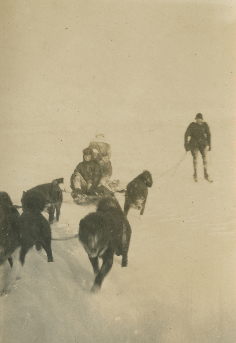 Fotografi från expedition till Spetsbergen. Motiv av expeditionsdeltagare med hundspann och släde.