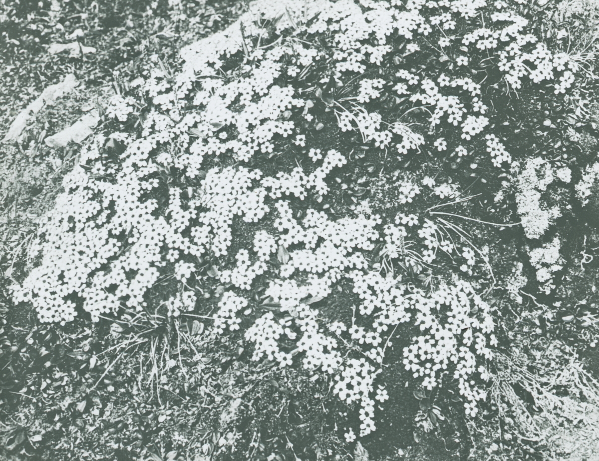Fotografi från expedition till Spetsbergen. Motiv av blommor.