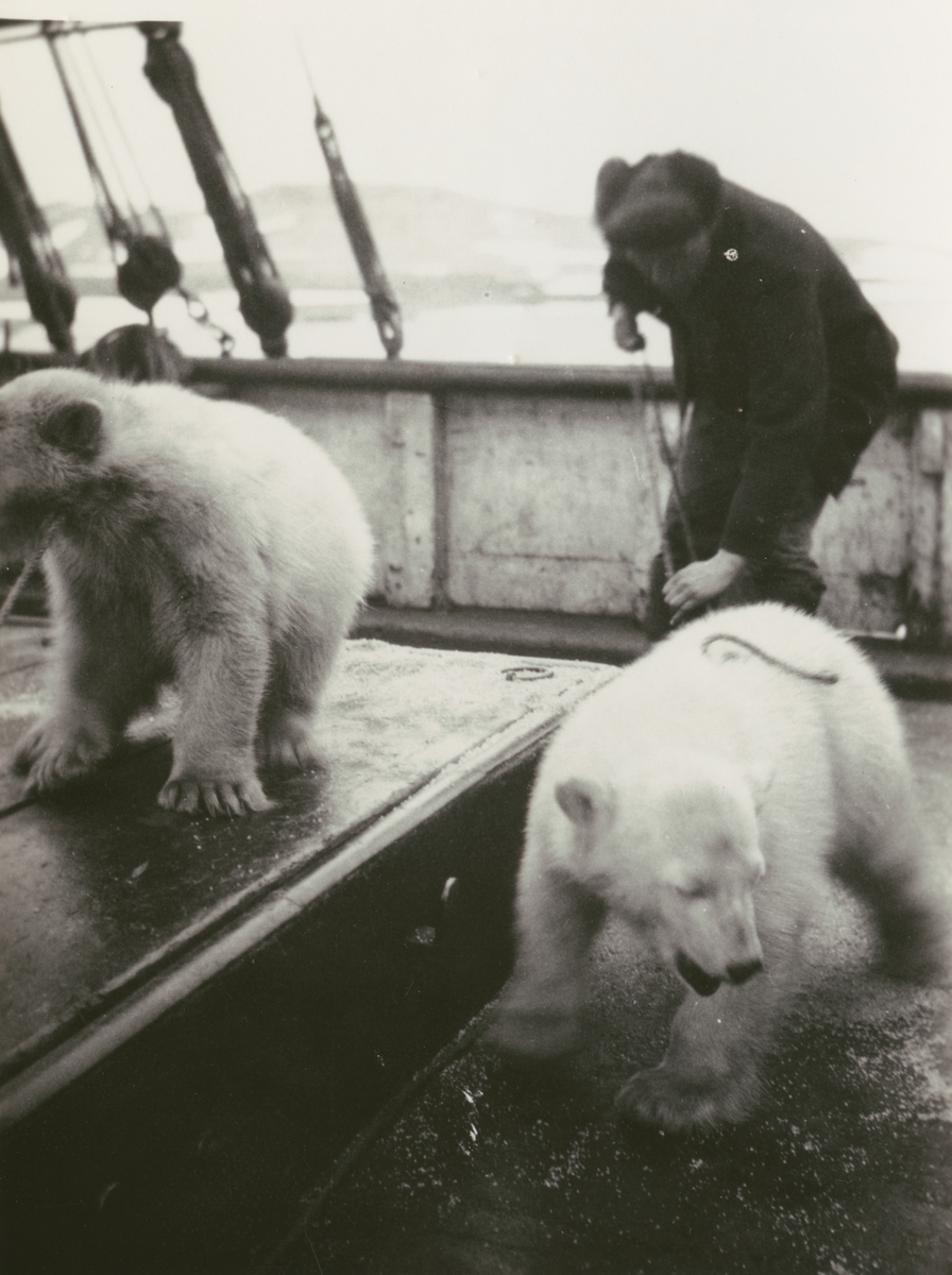 Fotografi från Ahlmannexpeditionen 1931. Motiv av två isbjörnsungar ombord på båt.
