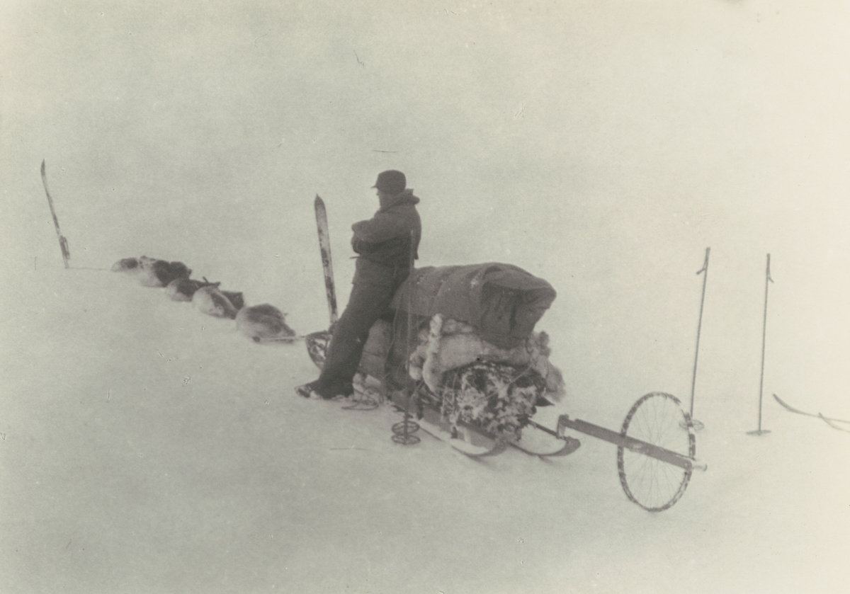 Ahlmannexpeditionen 1931. Man, hundspann och snö. - Tekniska museet ...