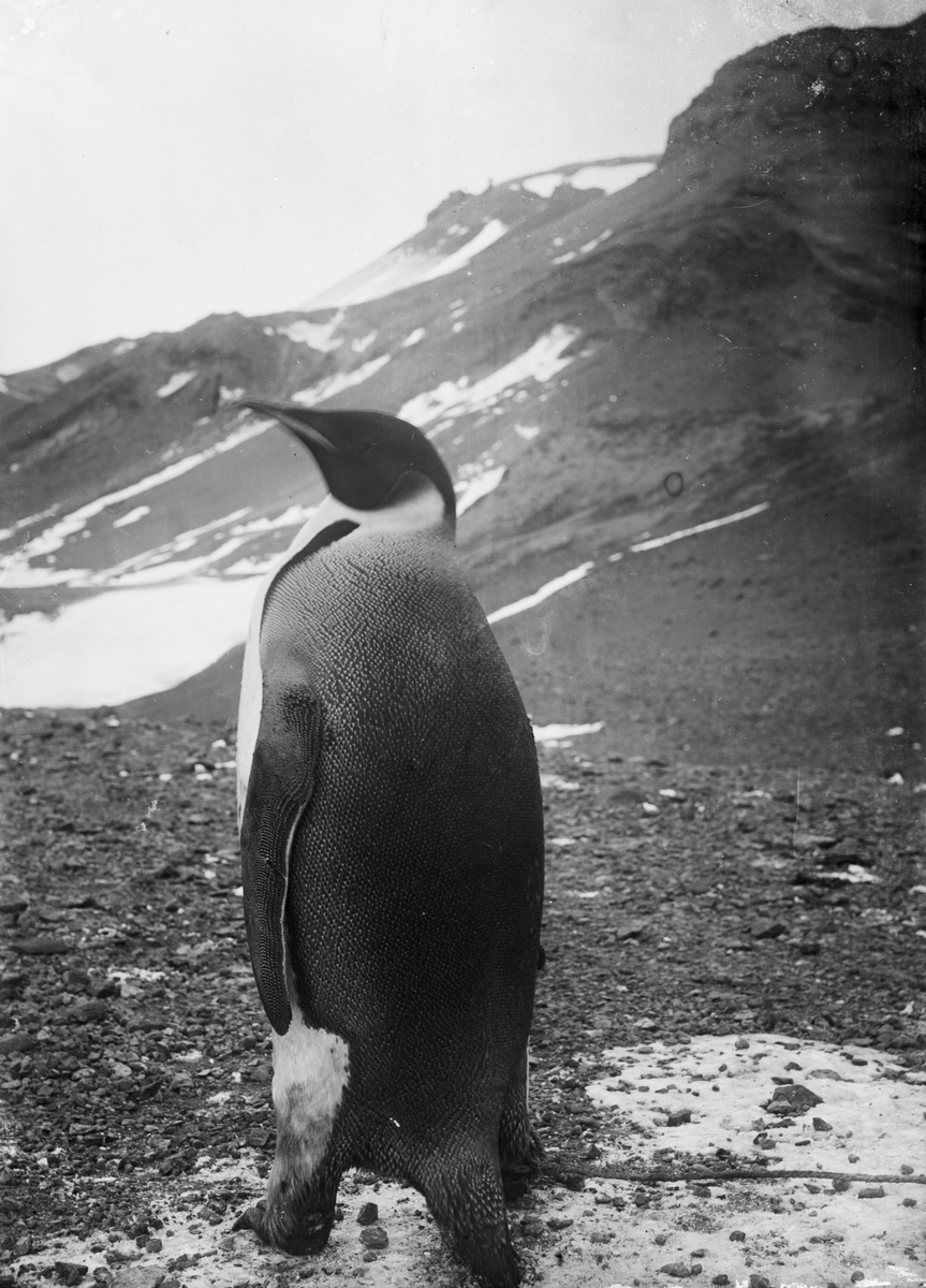 Fotografi från undsättningsexpeditionen med fartyget Uruguay 1903. Motiv av pingvin.