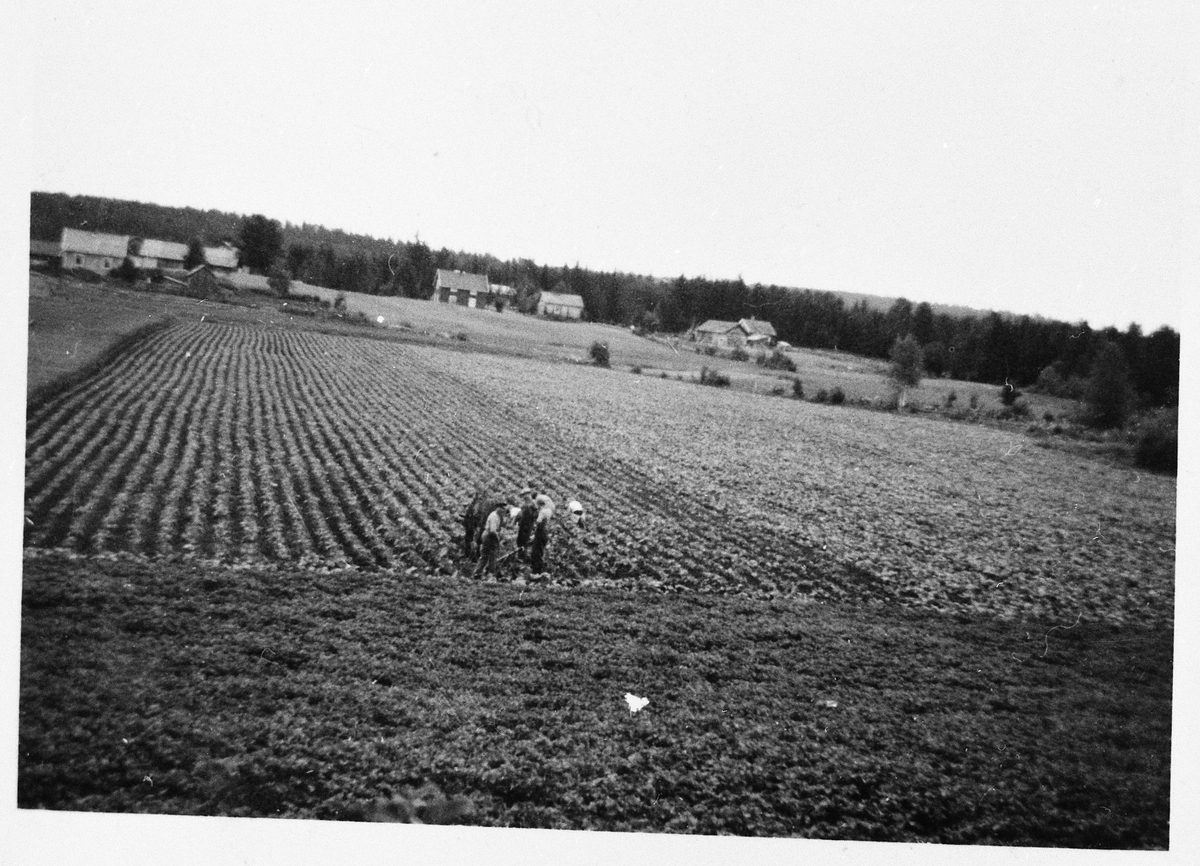 Rensking på Rogneby, Østre Toten, 1934.