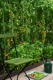 En grønn hagestol står utendørs på et hellelagt gulv. Bak stolen er ranker med tomatplanter, på gulvet et serveringsbrett med ulike grønnsaker på.
