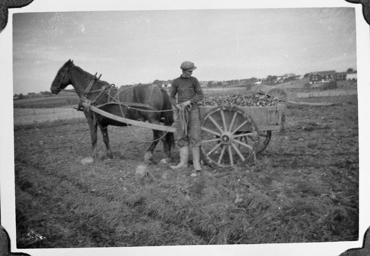 Potetonn på gården Rogneby, Østre Toten, året 1935. Kjørkaren er Kasper Pinslund, og hesten het Aladdin.